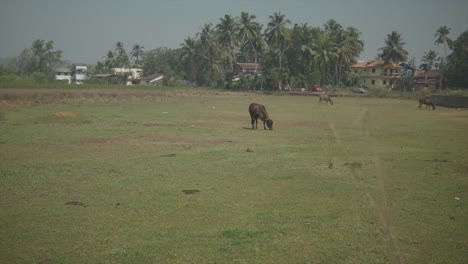 Toma-Manual-Estática-De-Un-Amplio-Campo-Con-Vacas-Pastando-Con-árboles-Y-Edificios-En-El-Fondo-Durante-Un-Día-Soleado