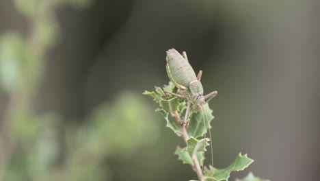 The-Great-Green-Bush-Cricket-On-Top-Of-Foliage-At-Blurry-Background-In-Serra-de-Aire-e-Candeeiros,-Leiria-Portugal