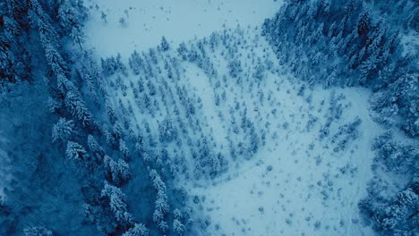 árboles-Del-Bosque-De-Invierno-En-La-Naturaleza-Rural-Del-Paisaje-Nevado