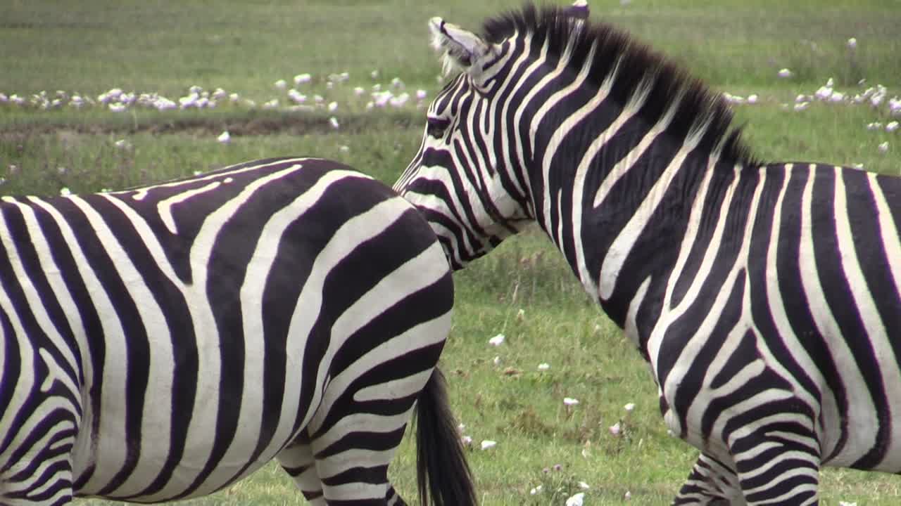 coqueteo de cebra: el macho acaricia a la hembra, luego se aleja