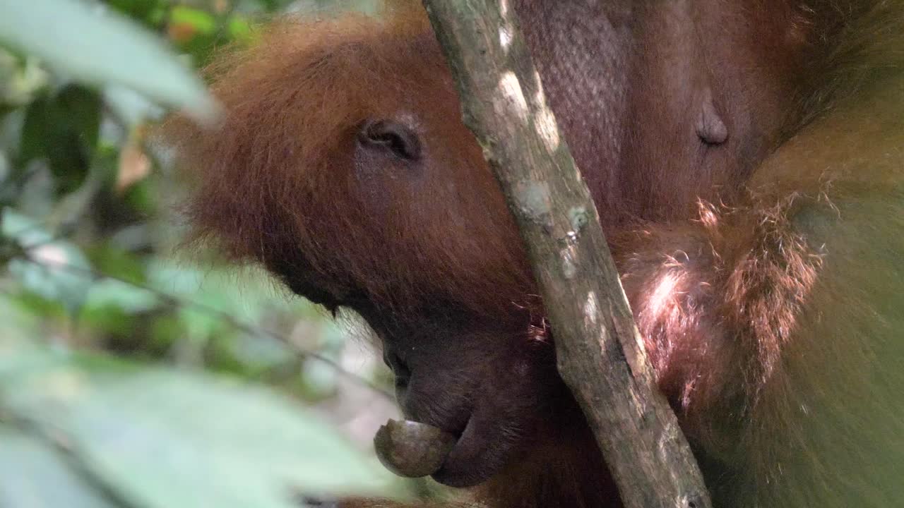 primer plano de un orangután salvaje comiendo fruta en bukit lawang, sumatra, indonesia