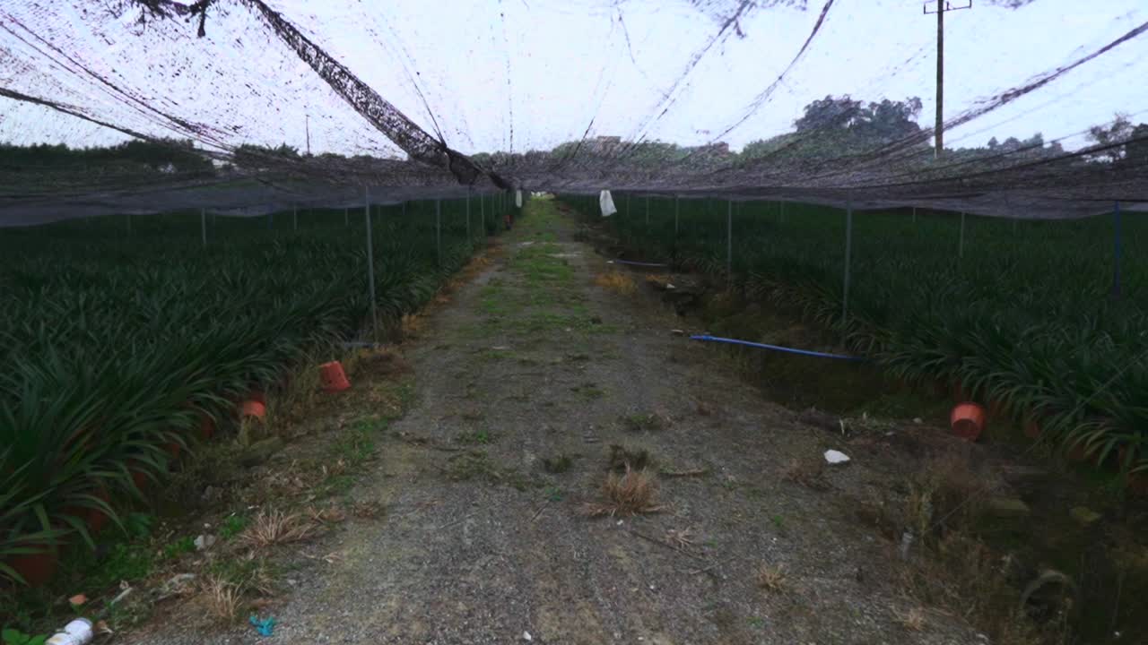 중국  농장, 녹색, 농장, 농업