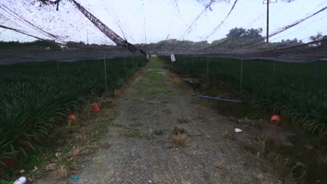 Plantación-De-Arroz-Chino,-Campo-Verde,-Granja,-Agricultura