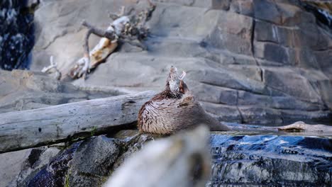 Otter-Kratzt-Sich-Am-Kinn,-Während-Er-Im-Wasser-Liegt