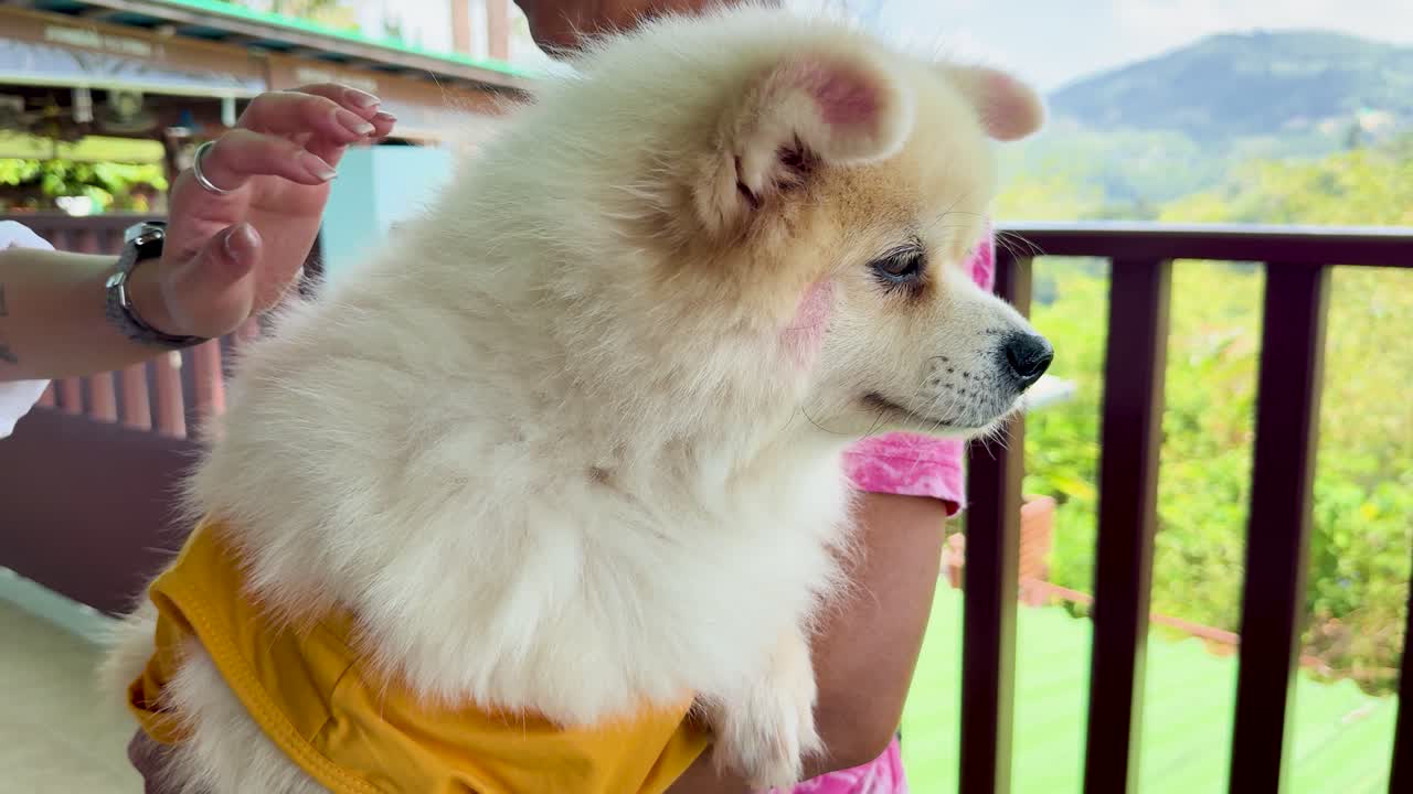 A Pomeranian puppy in a yellow outfit is held by a person at a clifftop restaurant in Phuket, Thailand