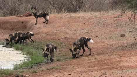 puppies of african wild dog by watering place of a protected reserve, animals in natural habitat, wildlife concept