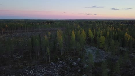 Antenne,-Nordeuropa-Kahlgeschlagener-Kiefern--Und-Fichtenwald,-Herbst-Mitternacht