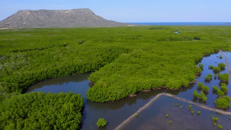 lush and green mangroves in monte cristi, dominican republic - aerial shot