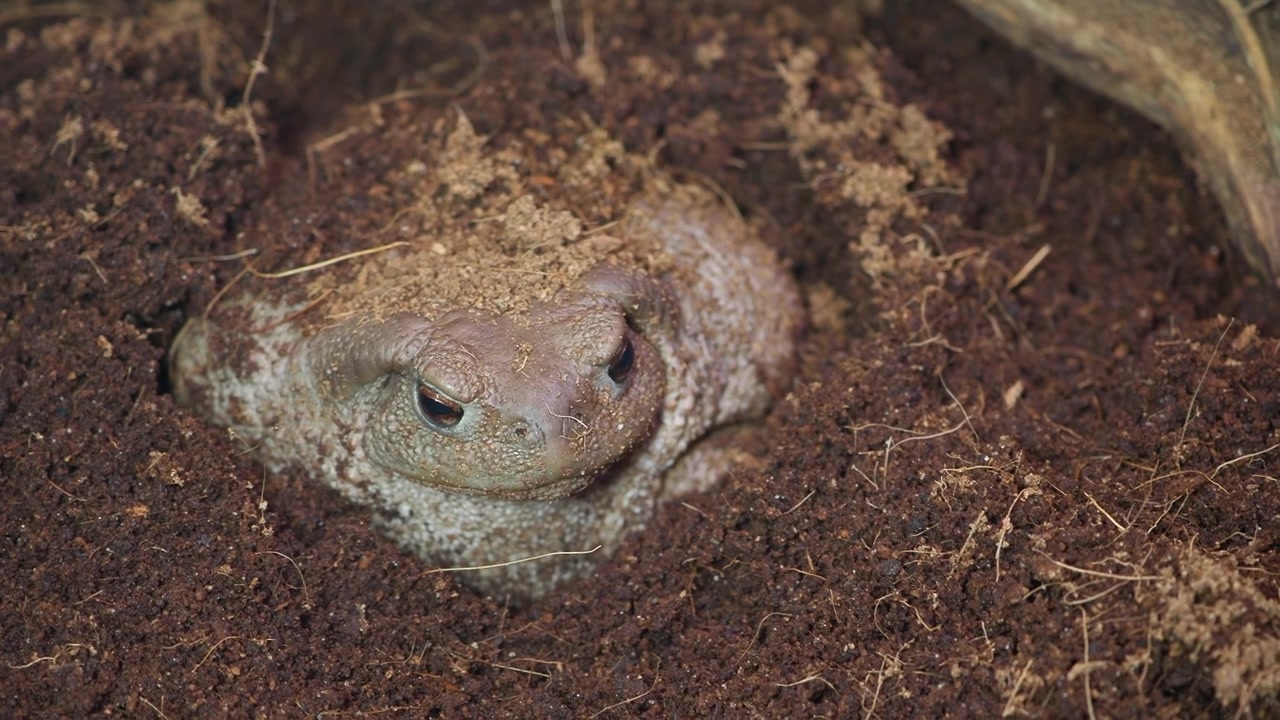 Crapaud commun partiellement enfoui et camouflé dans la terre sombre.