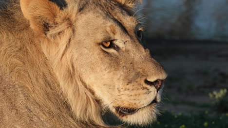 closeup of male lion's face in sunlight