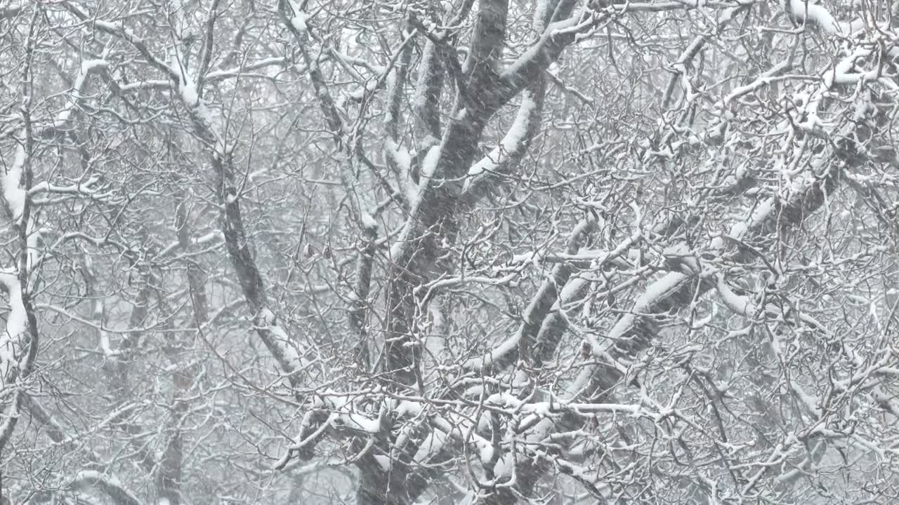 Tree full of snow during a Snow storm in Imlil, Morocco. Toubkal National Parc