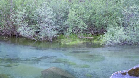 Estanque-Con-Agua-Clara-Y-Transparente-Y-Plantas-Y-Arbustos-Verdes