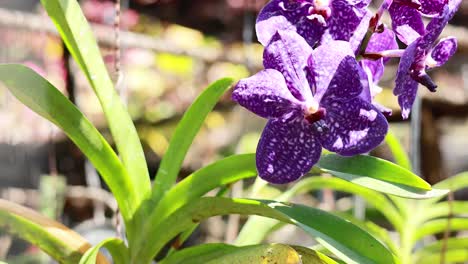 purple orchids in sunlight at floating market