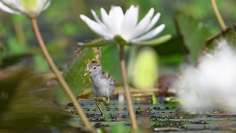 beautiful chicks of jacana feeding in water lily pond in morning