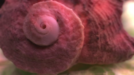 Close-up of a Pink Seashell