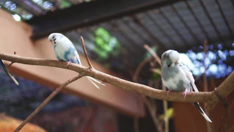 Panning-Shot-Of-A-Flock-Of-Colorful-Lovebirds-Standing-On-the-Branch