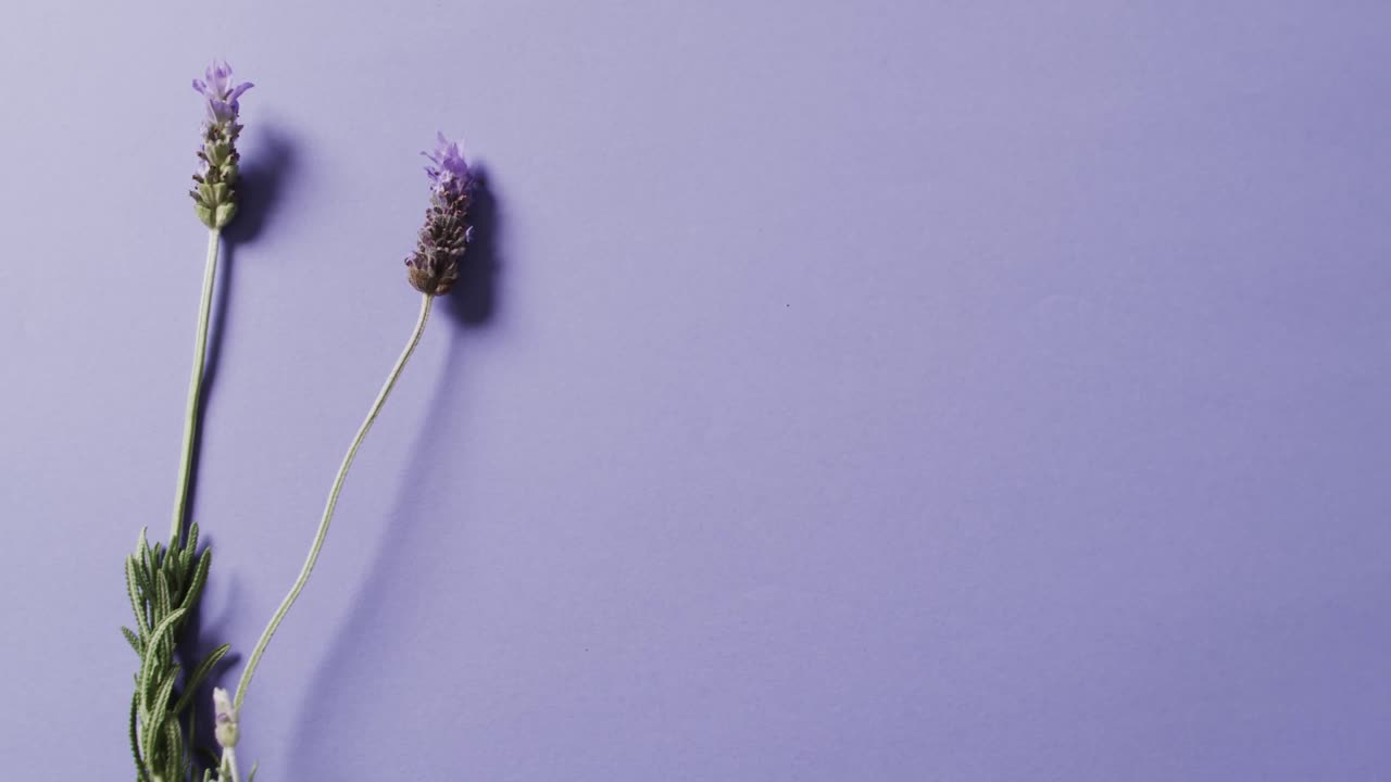 Video of lavender flowers and leaves with copy space on purple background