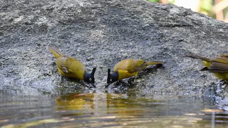 black-crested bulbul grooming after a bath in the forest during a hot day, pycnonotus flaviventris, in slow motion