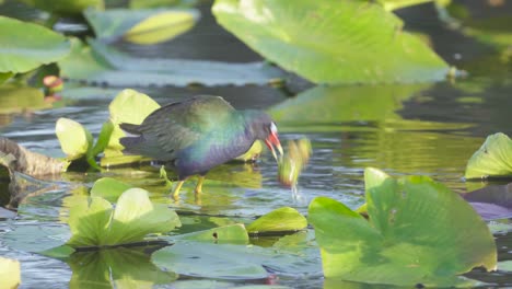 purple gallinule eating and sinking on lily pad