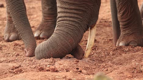 elephant trunk digging hole on the ground during dry season