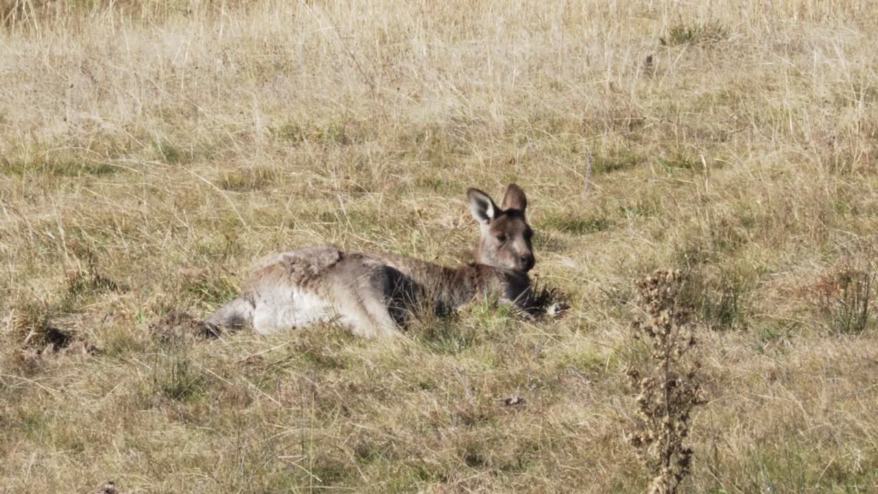 adorable wallaby acostado y descansando sobre la hierba bajo la luz del sol