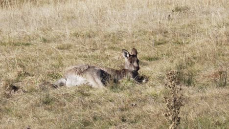 Entzückendes-Wallaby,-Das-Sich-Hinlegt-Und-Auf-Dem-Gras-Unter-Dem-Sonnenlicht-Ruht