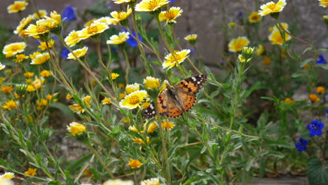 A-painted-lady-butterfly-with-colorful-wings-flying-and-feeding-on-nectar-while-pollinating-yellow-wild-flowers-SLOW-MOTION