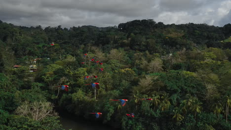Unwirkliche-Rote-Aras-Im-Flug,-Lebendige-Farben-über-üppiger-Dschungelluft