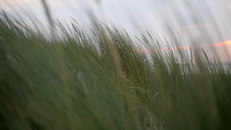 close up shot of dune grass blowing in the wind in the dunes