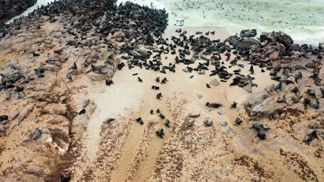 large seal colony on a rocky coastline