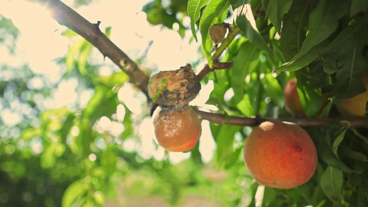 Pesche marce sull'albero. Agricoltura. Malattia degli alberi da frutto. Scarso raccolto. Crisi alimentare
