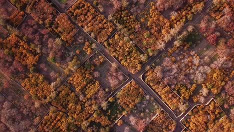 Beautiful-pattern-of-autumn-colorful-garden-in-middle-east-asia-iran-desert-city-of-ardakan-famous-for-fresh-organic-healthy-pomegranate-in-scenic-gardens-wine-yard-vinery-local-poeple-farmer-market