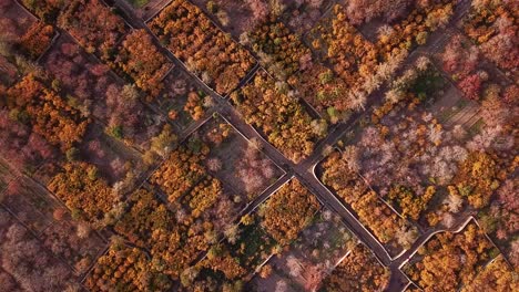 hermoso patrón de otoño colorido jardín en el medio oriente asia irán ciudad del desierto de ardakan famosa por la granada fresca orgánica saludable en jardines escénicos viñedo viñedo mercado local de agricultores poeple