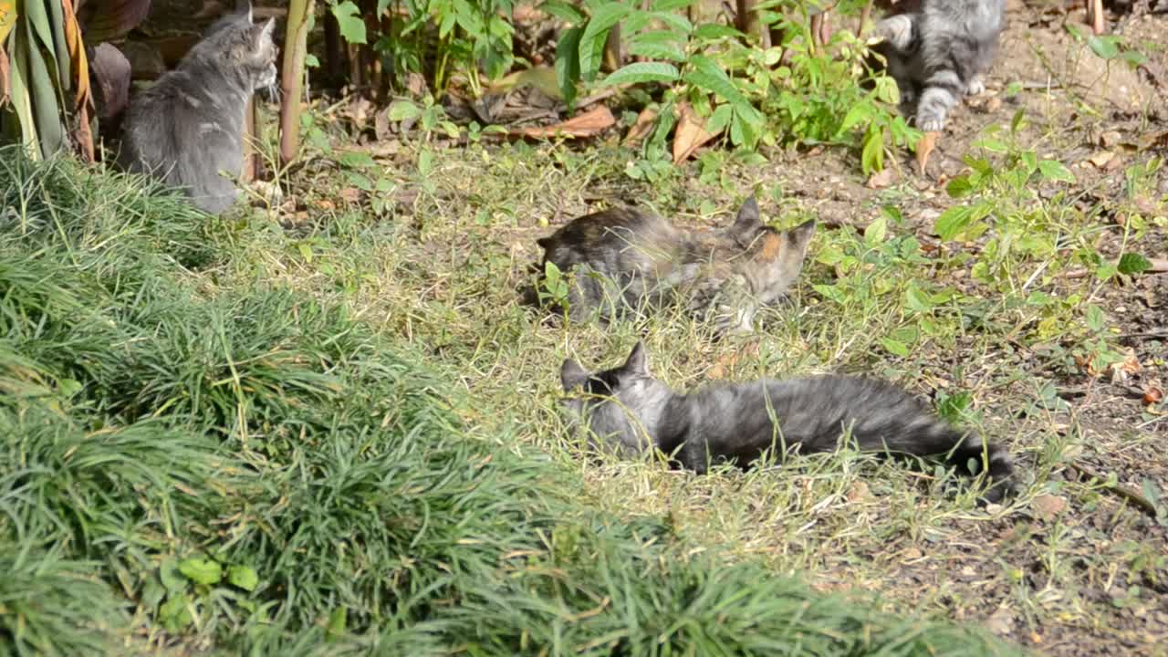 piccolo gattino che gioca sull'erba da vicino
