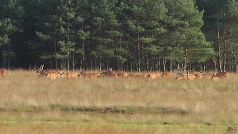 Herd-of-red-deer-move-and-graze-along-glade-on-Veluwe-forest-edge,-the-rut