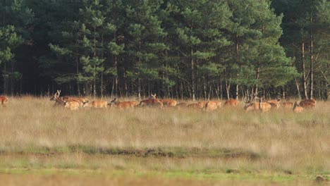 Eine-Herde-Rotwild-Bewegt-Sich-Und-Weidet-Entlang-Der-Lichtung-Am-Waldrand-Der-Veluwe,-Der-Brunft