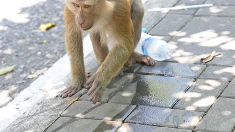 monkey walking near discarded plastic bottle at viewpoint in phuket