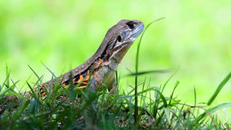 Die-Schmetterlingseidechse-Ist-Eine-Art-Leguan,-Die-Haut-Ist-Mit-Orangefarbenen,-Olivgrünen,-Weißen-Und-Blauen-Flecken-Gefleckt