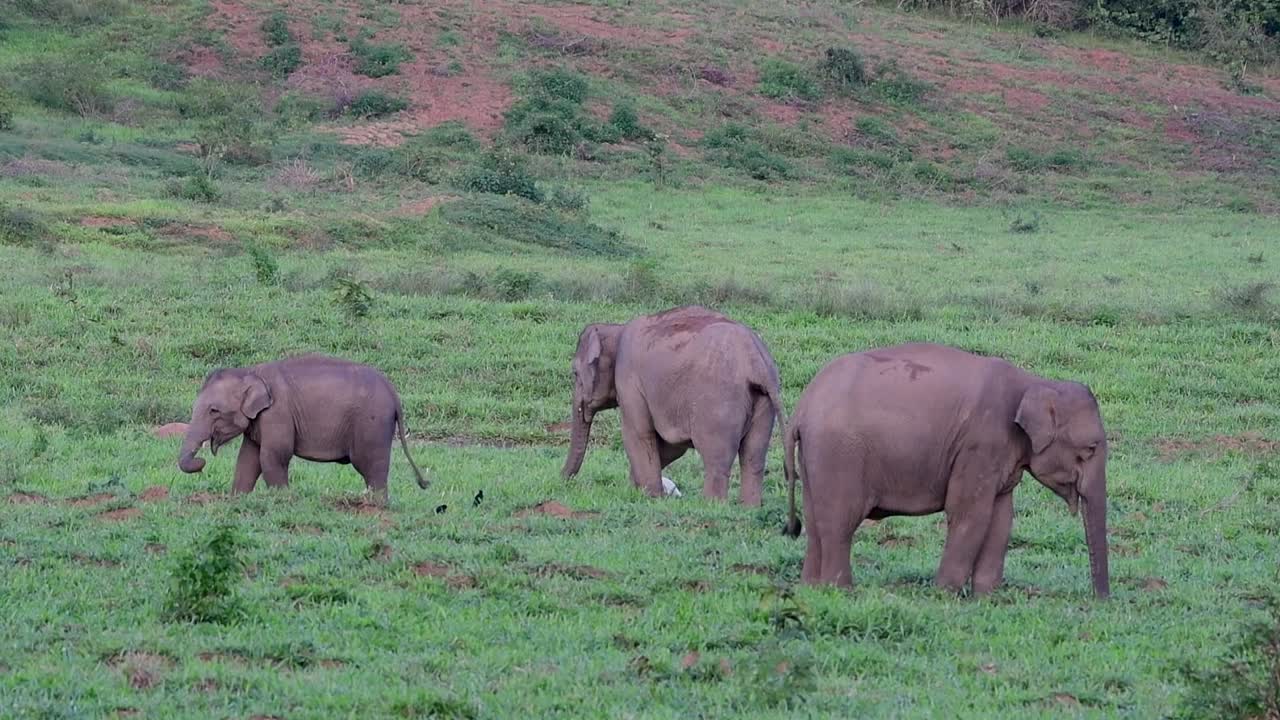 los elefantes asiáticos son especies en peligro de extinción y también son residentes de tailandia