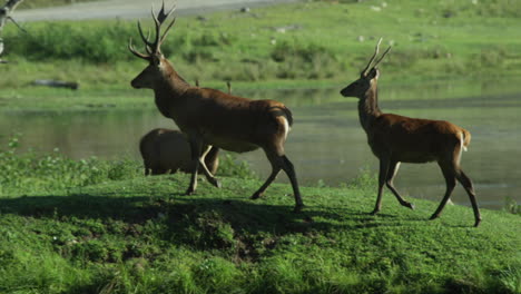 Fauna-Canadiense:-Majestuosos-Ciervos-Caminando-Por-Las-Orillas-De-Un-Río.