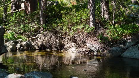 clear forest stream flows gently over rocks, surrounded by lush greenery in bright sunlight
