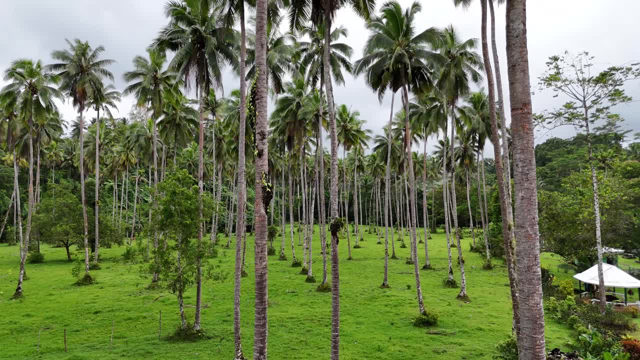 Perspectiva aérea em ângulo baixo atravessando uma densa plantação de coqueiros em um dia ensolarado nas ilhas tropicais de Samoa