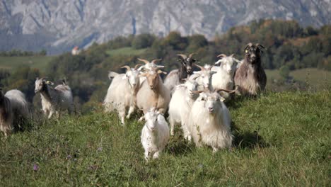 long-haired cashmere sheep walk side by side on the grasslands in the hills