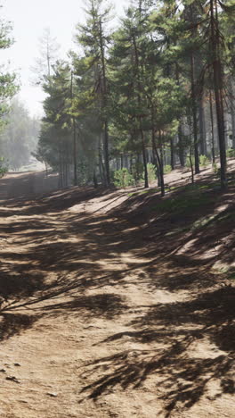 a dirt path leads through a forest of tall pine trees. the sun shines through the trees, casting long shadows on the path.