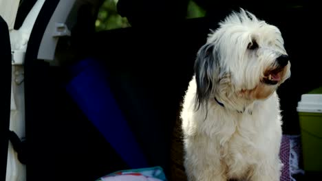 perro mascota en el maletero del coche