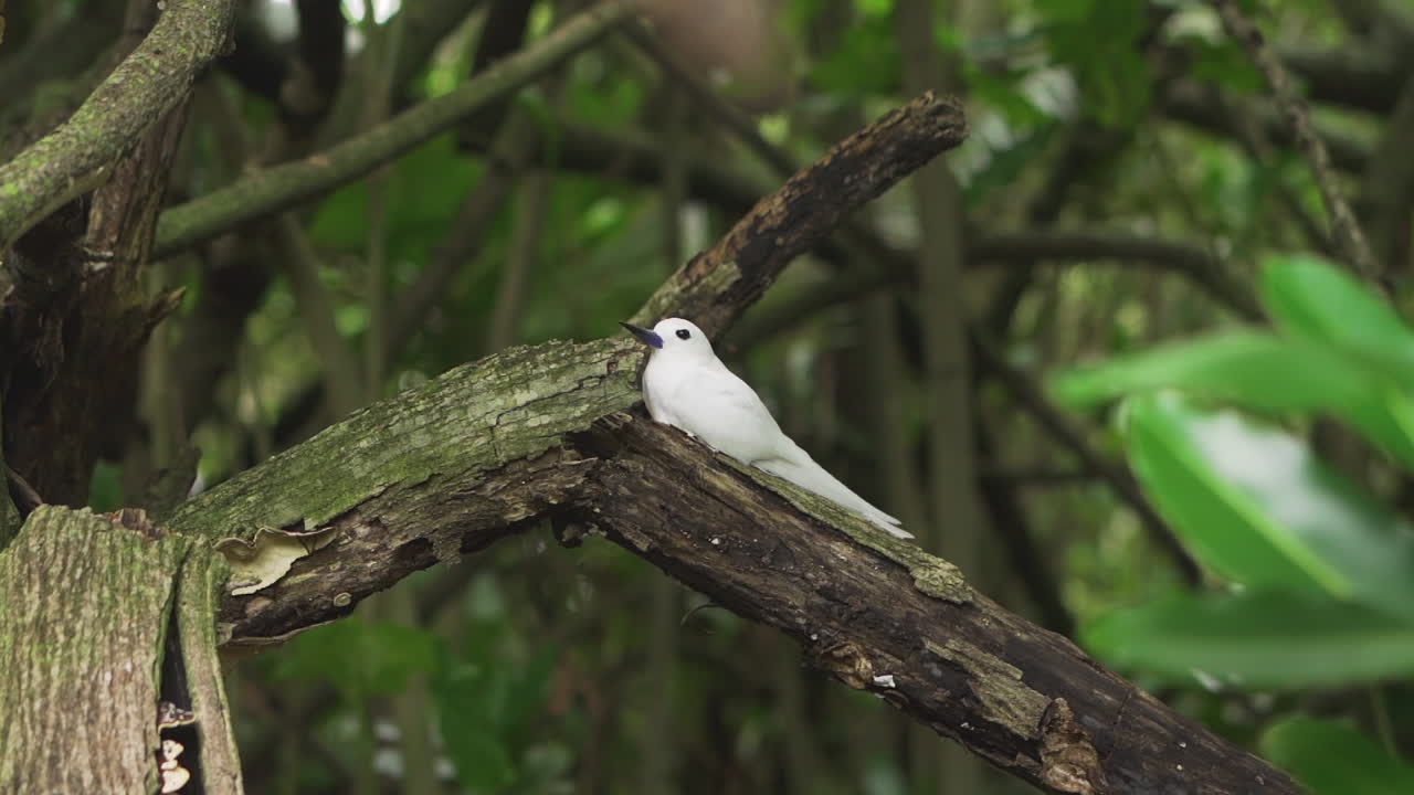 A white tern bird perched on a branch in the lush forests of Aitutaki, calm moment