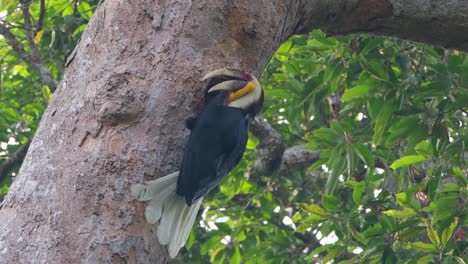 Facing-to-the-right-while-letting-the-food-out-from-its-stomach-to-feed-the-female-inside-the-nest,-Wreathed-Hornbill-or-Bar-pouched-Wreathed-Hornbill-Rhyticeros-undulatus,-Thailand