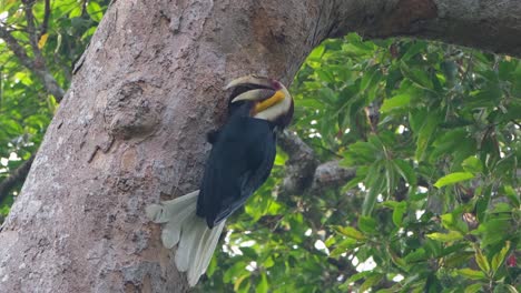 facing to the right while letting the food out from its stomach to feed the female inside the nest, wreathed hornbill or bar-pouched wreathed hornbill rhyticeros undulatus, thailand