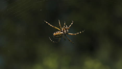 araña en su telaraña