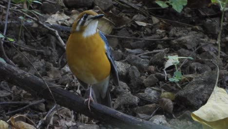 pájaro en el área del bosque.
